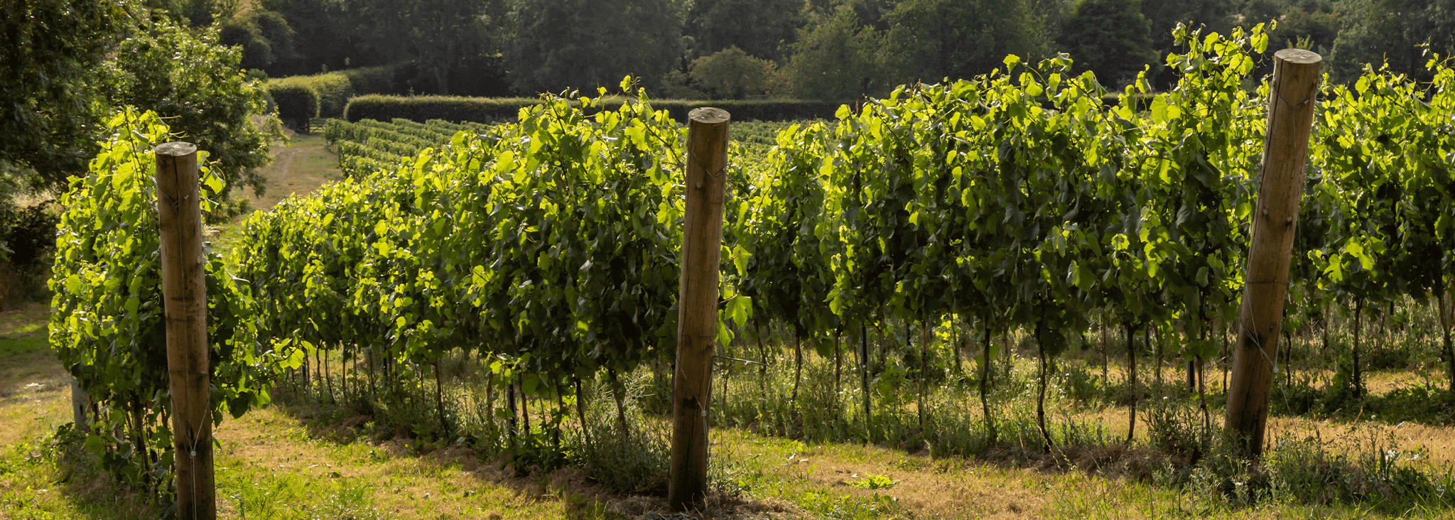 Viticulture - Sussex vineyard