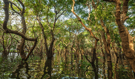 Trees in river