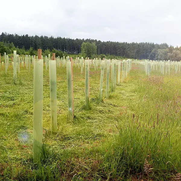 Discover more about Kreston Reeves and our ESG efforts.