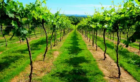 English viticulture gets increasing attention from investors